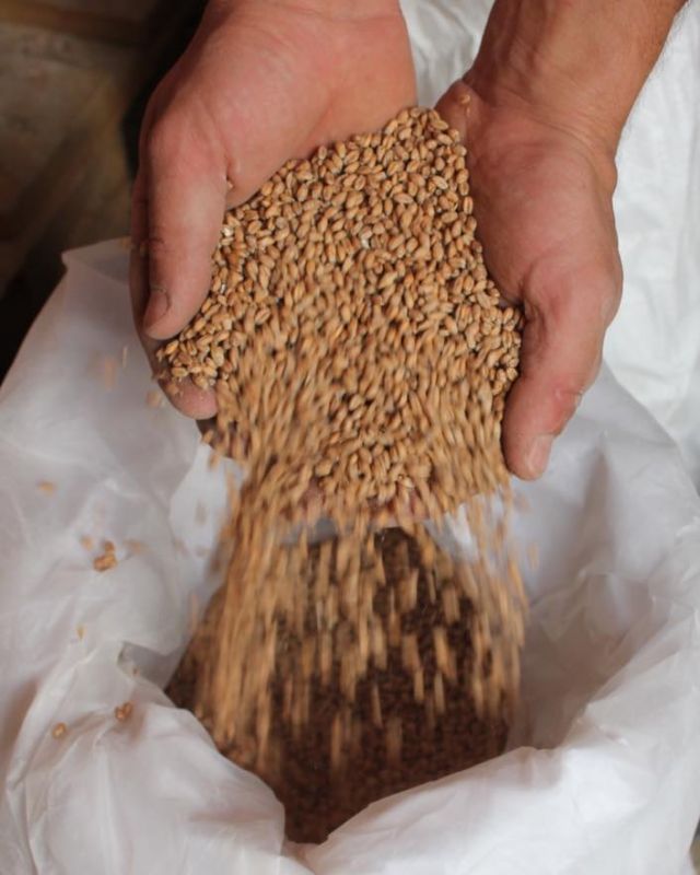 🤔⁉️Comment fabrique t’on la bière?⁉️🤔

Nous avons concocté une petite série pour découvrir les étapes de la fabrication de la bière, un peu de théorie avant de pouvoir venir nous rendre visite sur place ou pourquoi pas vous essayer au brassage amateur😜 

Sachez qu’il est assez facile de faire de la bière chez soi, même en très petite quantité. N’hésitez pas à nous envoyer vos questions en commentaire.

Première étape : 🌾le concassage des grains 🌾

Une fois revenus du maltage nos grains vont avoir besoin d’un peu d’aide pour se transformer en bière! 🍺 
Ce qui va particulièrement nous intéresser, c’ est le sucre qui est contenu à l’intérieur du grain, pour le moment sous forme d’amidon pour pouvoir en récupérer un maximum nous allons éclater les grains à l’aide d’un concasseur la veille du brassage.
Il va donc aller faire un petit tour dans notre moulin à céréales non pas pour finir en farine mais pour être fractionné en petits morceaux! 

Donc quand vous voyez, les sacs de malt de céréales alignés devant la Brasserie, c’est qu’un brassage est prévu pour le lendemain !“broyer” pour récupérer son précieux trésor! 😉

#produitdeshautsdefrance #ferme #biere #producteurlocal #brasseriew #farmhouse #recette